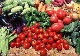 食用农产品批发价持续回落，为明年CPI大幅下行奠定基础