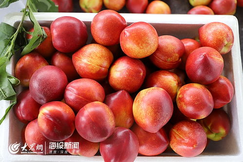 日照市食用农产品合格证制度试行工作现场会在莒县召开，助力批发环节质量安全再上新台阶