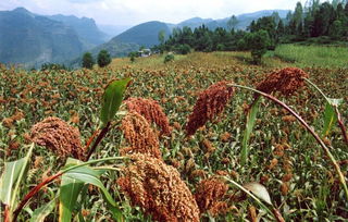 红高粱酿酒批发市场解析 聚焦山西太谷县供应与价格行情